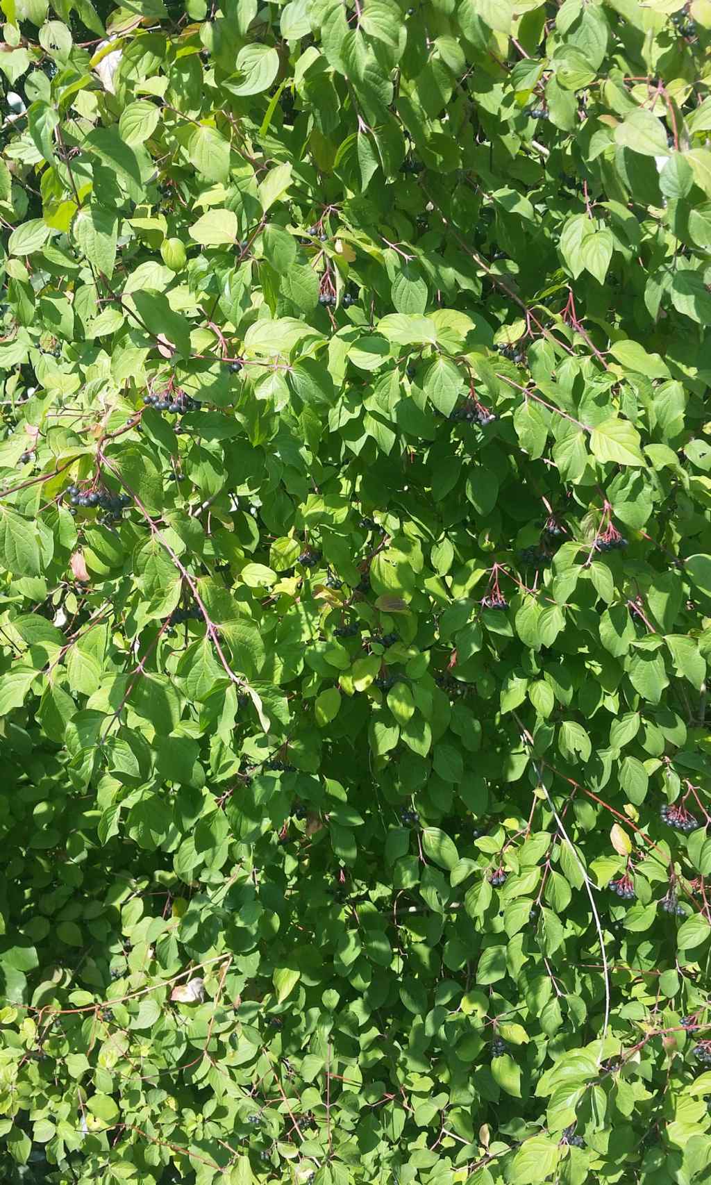 Corniolo sanguinello? si, Cornus sanguinea